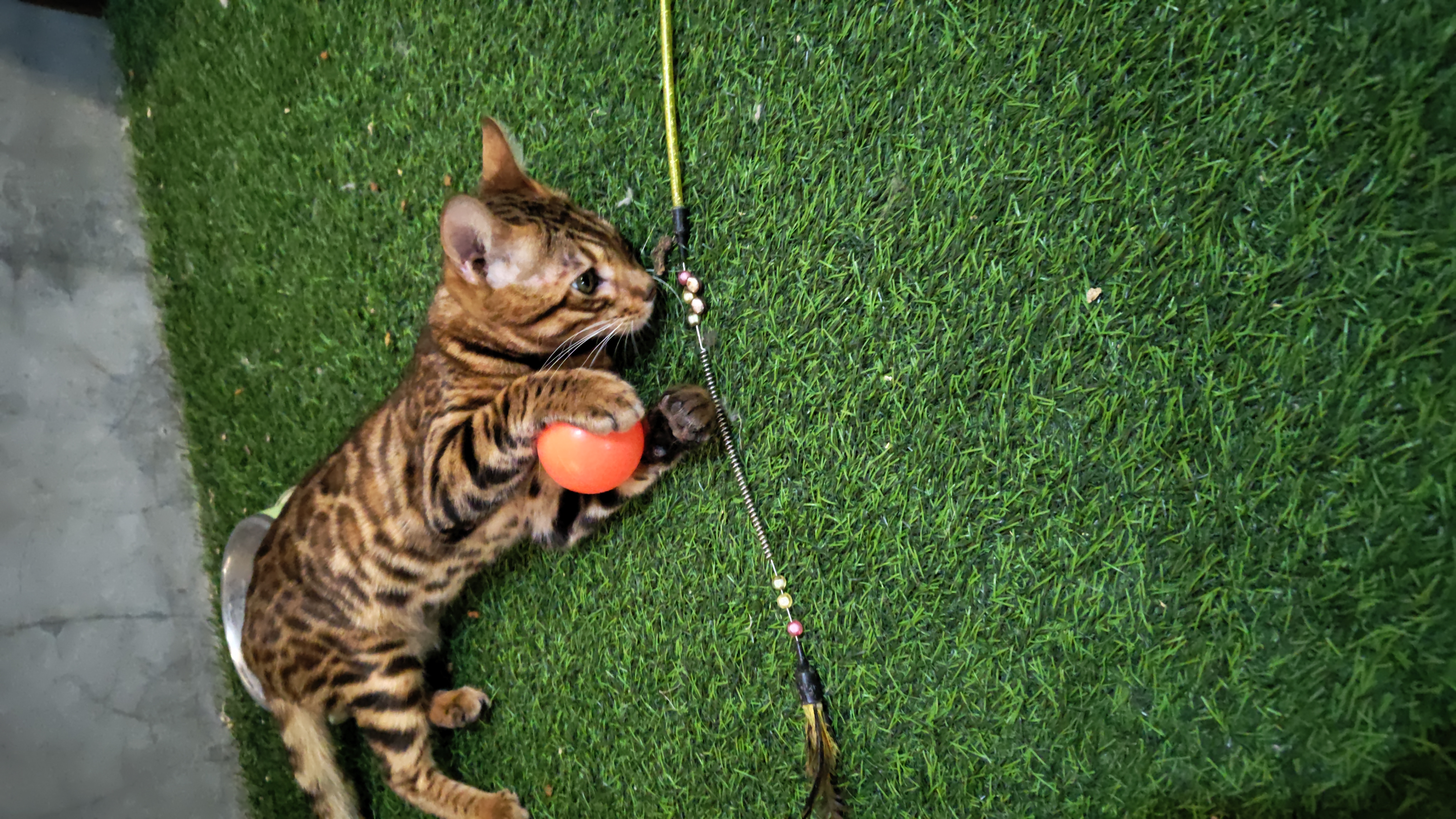 A Bengal cat playing with a toy on artificial grass