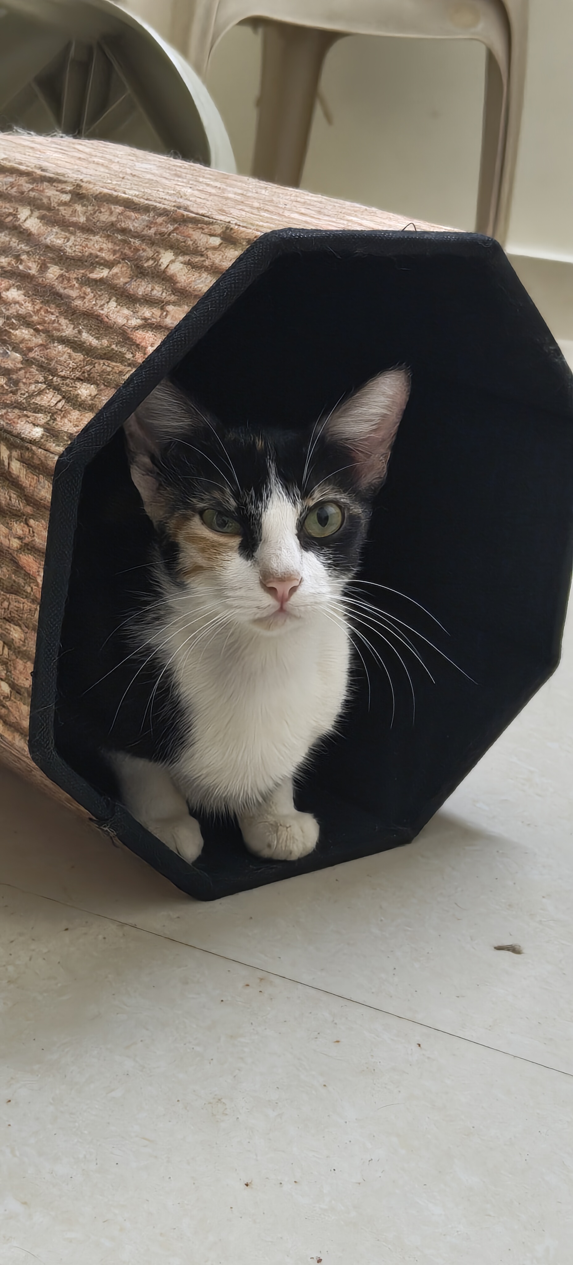 A calico cat sitting inside a fabric tunnel