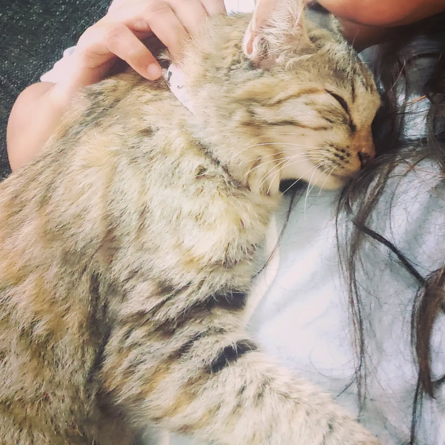 A cat resting closely beside a caregiver