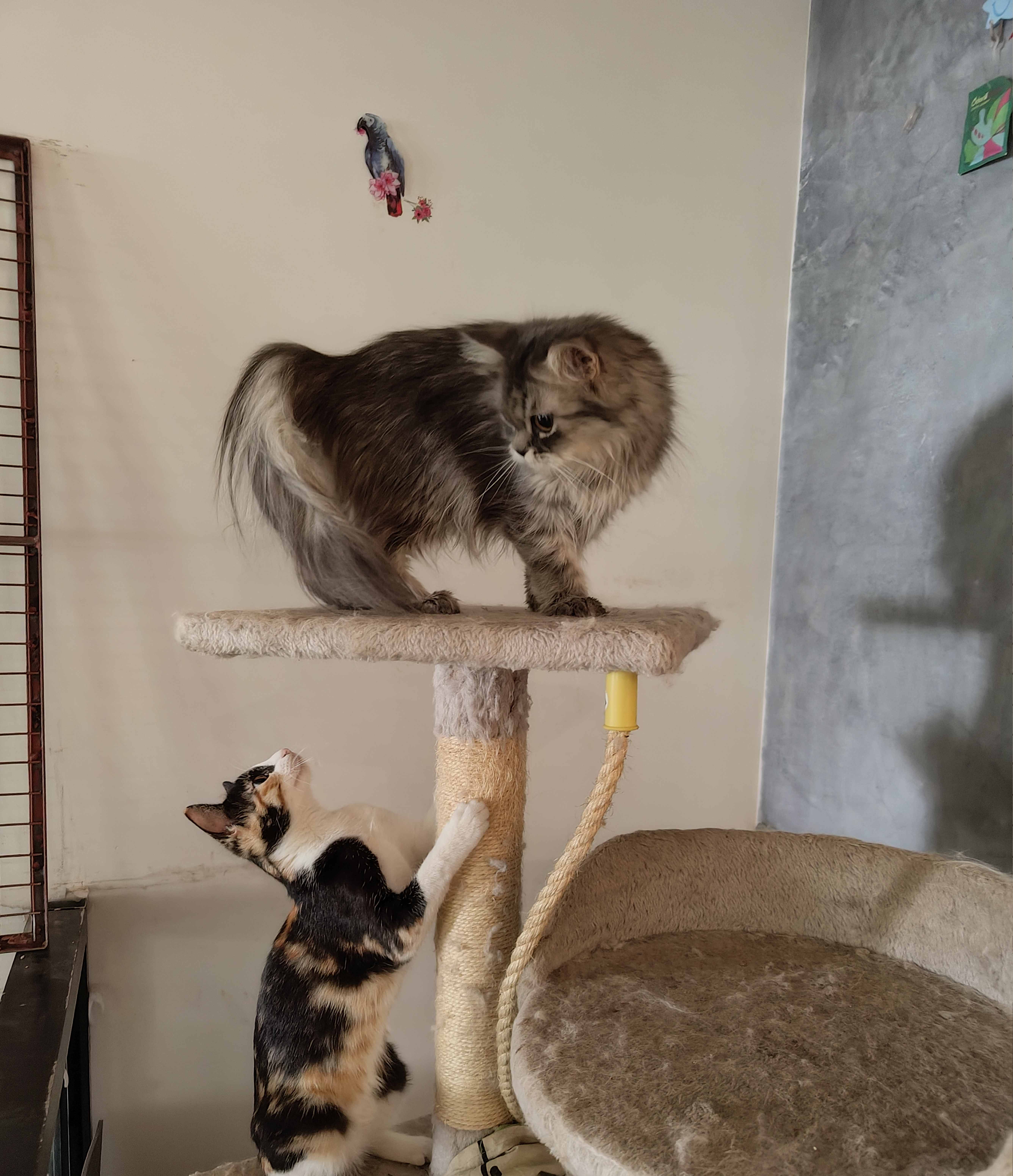 Two cats exploring a cat tree