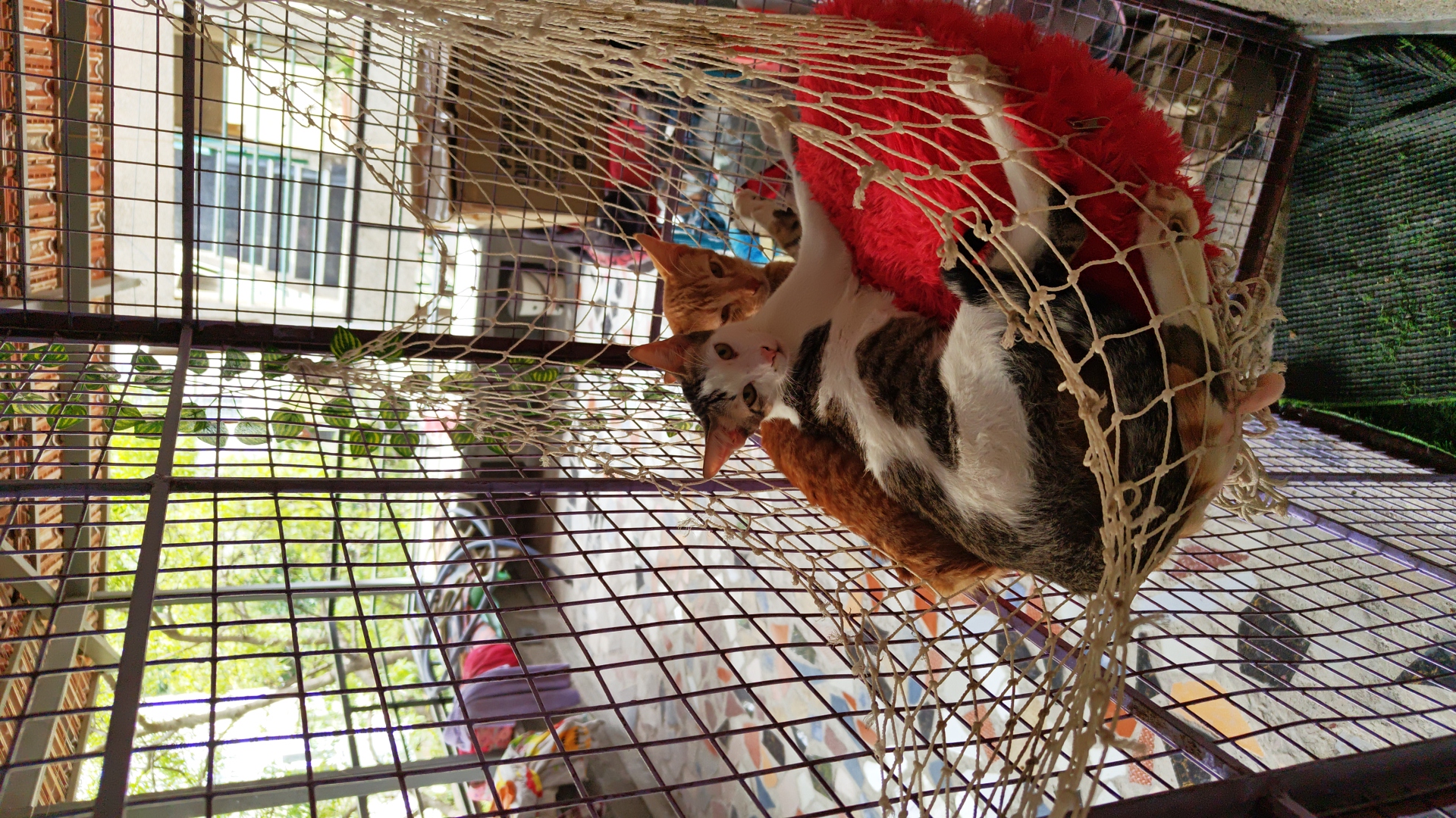 Three cats relaxing together in a hammock