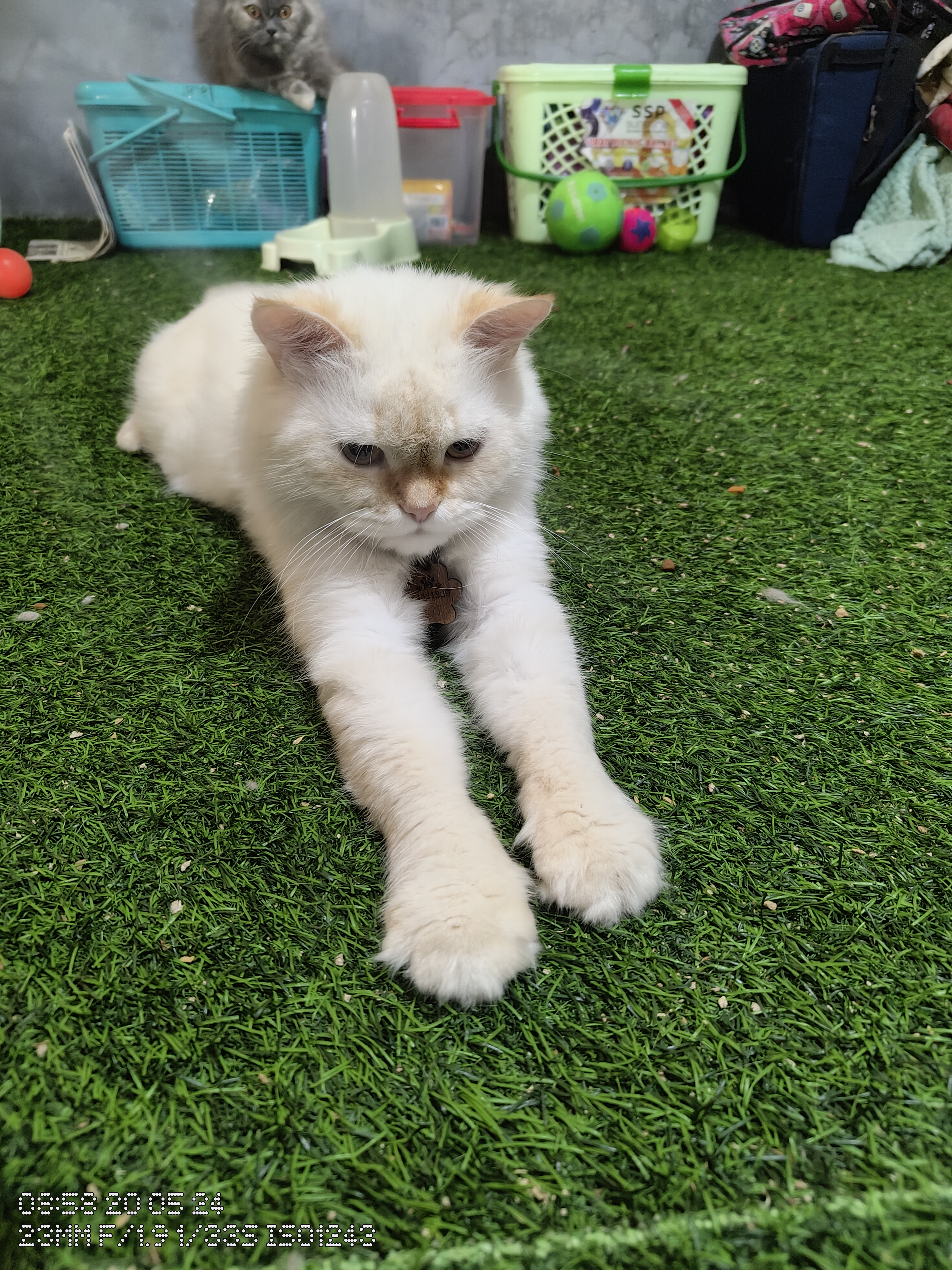 A fluffy white cat stretching on a green play surface