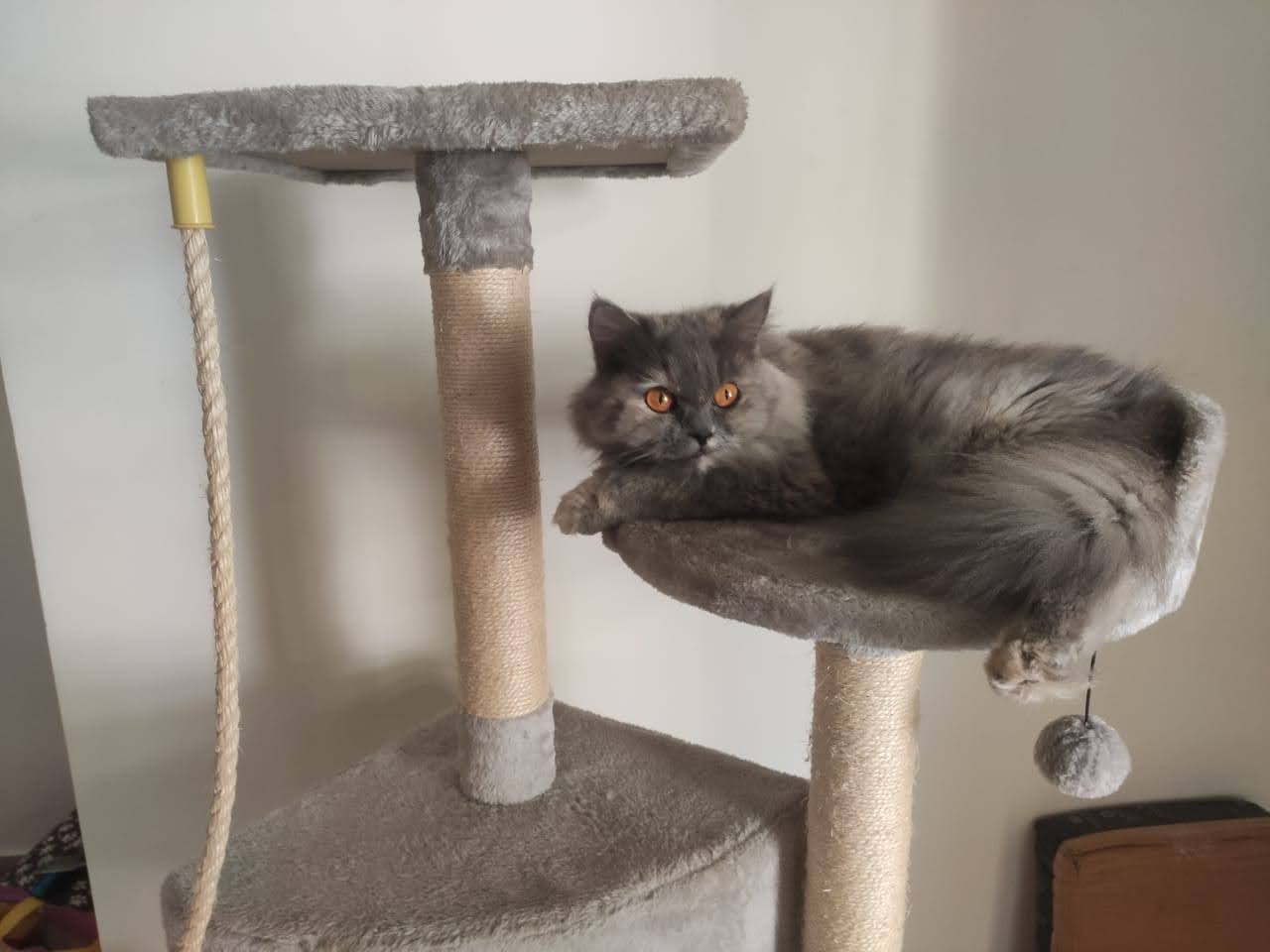 A grey cat resting on a cat tree