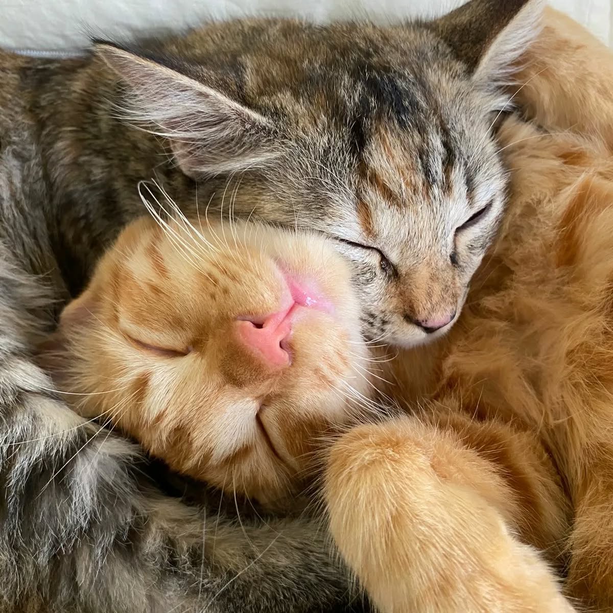 Two cats sleeping peacefully together