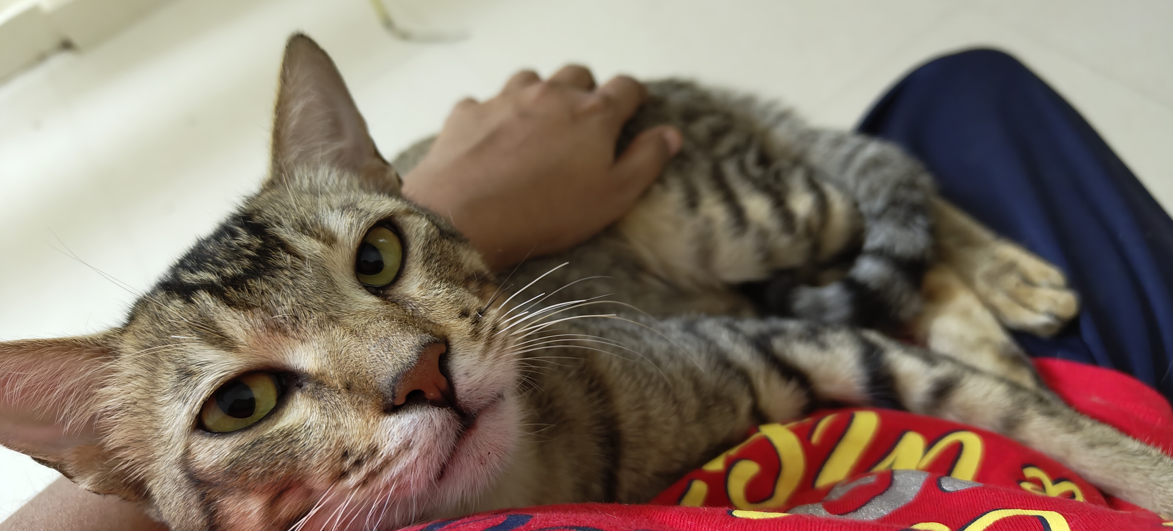 A relaxed tabby cat receiving gentle affection