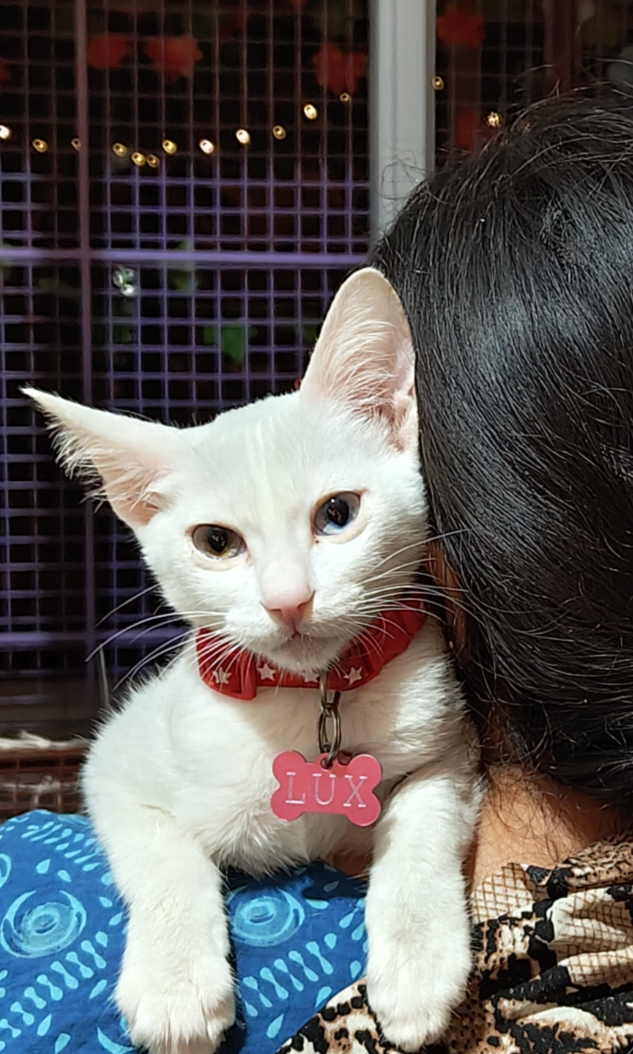 A white cat being held by a caregiver