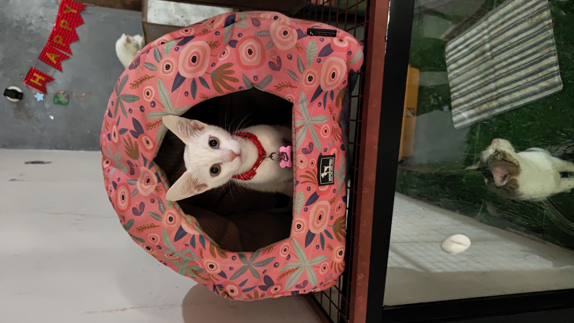 A white cat sitting inside a soft pink den